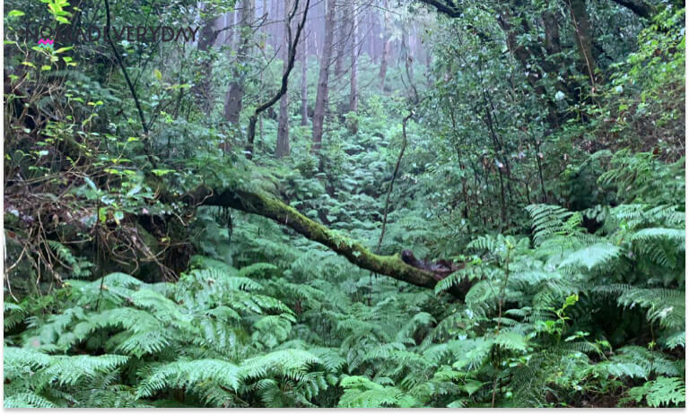 Levada do Caldeirão Verde (PR9)
